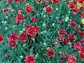Torch Red Ember Blanket Flower / Gaillardia pulchella 